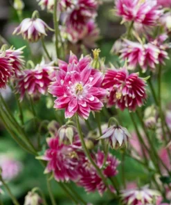 25 Nora Barlow Pink Columbine Seeds - Aquilegia Caerulea Flower Seeds - Image 4