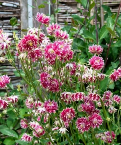 25 Nora Barlow Pink Columbine Seeds - Aquilegia Caerulea Flower Seeds - Image 5