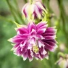 25 Nora Barlow Pink Columbine Seeds - Aquilegia Caerulea Flower Seeds - Image 1