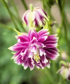 25 Nora Barlow Pink Columbine Seeds - Aquilegia Caerulea Flower Seeds - Image 1