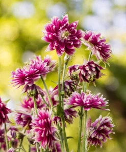 25 Nora Barlow Pink Columbine Seeds - Aquilegia Caerulea Flower Seeds - Image 6