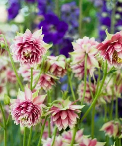 25 Nora Barlow Pink Columbine Seeds - Aquilegia Caerulea Flower Seeds - Image 7