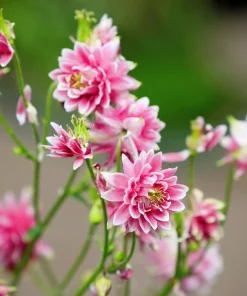 25 Nora Barlow Pink Columbine Seeds - Aquilegia Caerulea Flower Seeds - Image 8