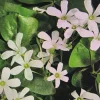 25 Oxalis Regnellii Bulbs - Lucky Shamrock Plant, White Flowers, Indoor/Outdoor Perennial - Image 1