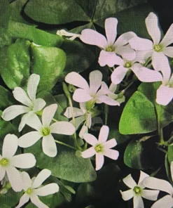 25 Oxalis Regnellii Bulbs - Lucky Shamrock Plant, White Flowers, Indoor/Outdoor Perennial - Image 1