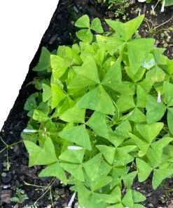 25 Oxalis Regnellii Bulbs - Lucky Shamrock Plant, White Flowers, Indoor/Outdoor Perennial - Image 4