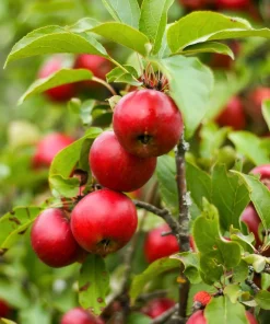 25 Paradise Apple Red Delicious Fruit Tree Seeds - Malus Pumila - Image 11