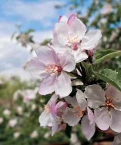 25 Paradise Apple Red Delicious Fruit Tree Seeds - Malus Pumila - Image 2