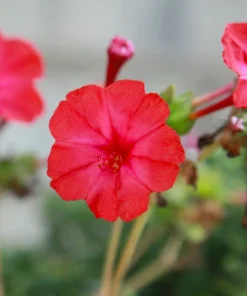 25 Red Four O'Clock Flower Seeds - Mirabilis Jalapa - Easy Grow - Image 2