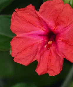 25 Red Four O'Clock Flower Seeds - Mirabilis Jalapa - Easy Grow - Image 3