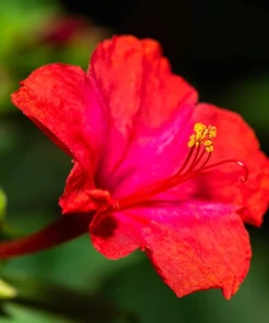 25 Red Four O'Clock Flower Seeds - Mirabilis Jalapa - Easy Grow - Image 4