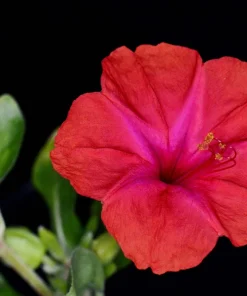 25 Red Four O'Clock Flower Seeds - Mirabilis Jalapa - Easy Grow - Image 5