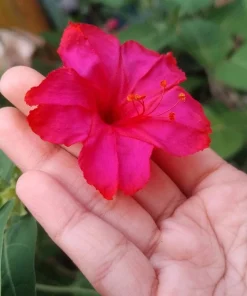 25 Red Four O'Clock Flower Seeds - Mirabilis Jalapa - Easy Grow - Image 6
