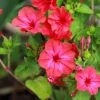 25 Red Four O'Clock Flower Seeds - Mirabilis Jalapa - Easy Grow - Image 1