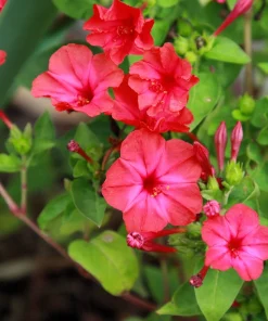 25 Red Four O'Clock Flower Seeds - Mirabilis Jalapa - Easy Grow - Image 1