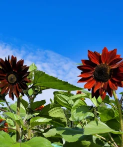 25 Red Velvet Queen Sunflower Seeds - Helianthus Annuus Flower Seeds - Image 10