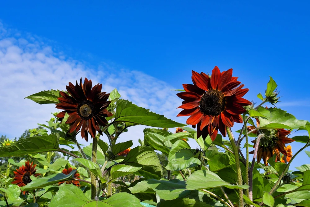 25 Red Velvet Queen Sunflower Seeds - Helianthus Annuus Flower Seeds - Image 10