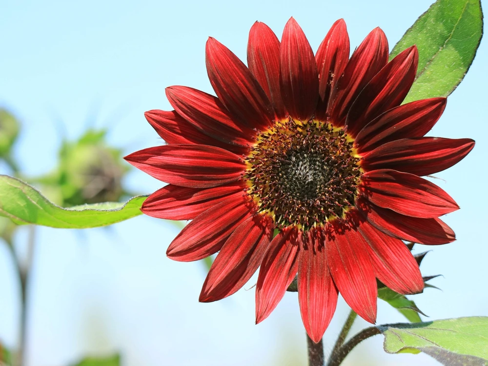 25 Red Velvet Queen Sunflower Seeds - Helianthus Annuus Flower Seeds - Image 2
