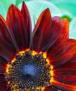 25 Red Velvet Queen Sunflower Seeds - Helianthus Annuus Flower Seeds - Image 3