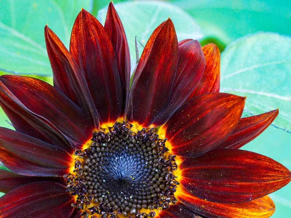 25 Red Velvet Queen Sunflower Seeds - Helianthus Annuus Flower Seeds - Image 3