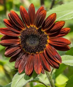 25 Red Velvet Queen Sunflower Seeds - Helianthus Annuus Flower Seeds - Image 4