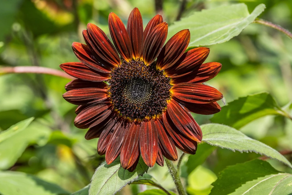 25 Red Velvet Queen Sunflower Seeds - Helianthus Annuus Flower Seeds - Image 4