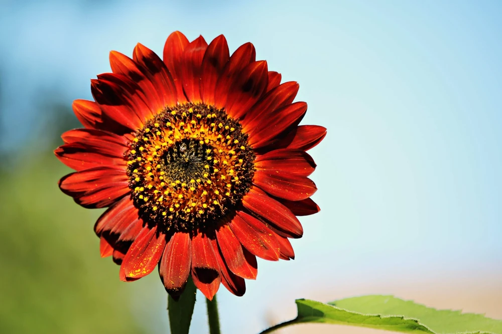 25 Red Velvet Queen Sunflower Seeds - Helianthus Annuus Flower Seeds - Image 5