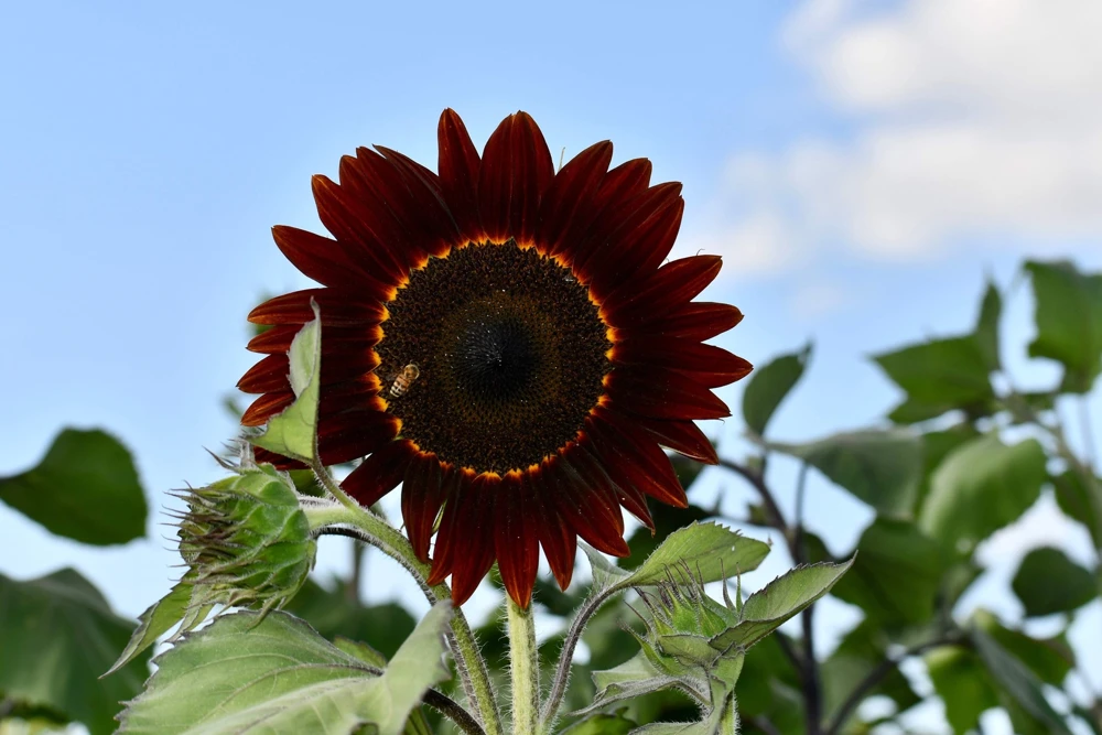 25 Red Velvet Queen Sunflower Seeds - Helianthus Annuus Flower Seeds - Image 6
