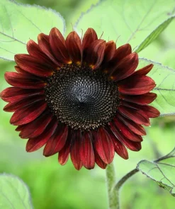 25 Red Velvet Queen Sunflower Seeds - Helianthus Annuus Flower Seeds - Image 7