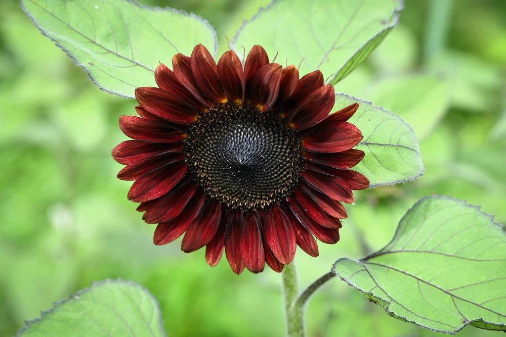 25 Red Velvet Queen Sunflower Seeds - Helianthus Annuus Flower Seeds - Image 7