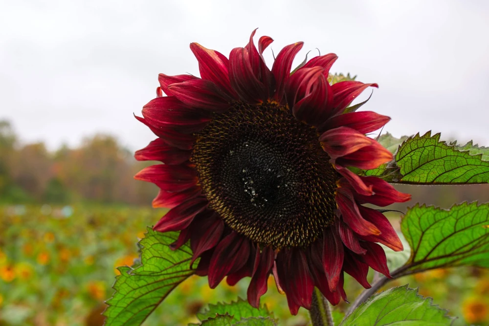 25 Red Velvet Queen Sunflower Seeds - Helianthus Annuus Flower Seeds - Image 8
