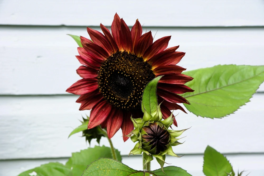 25 Red Velvet Queen Sunflower Seeds - Helianthus Annuus Flower Seeds - Image 9