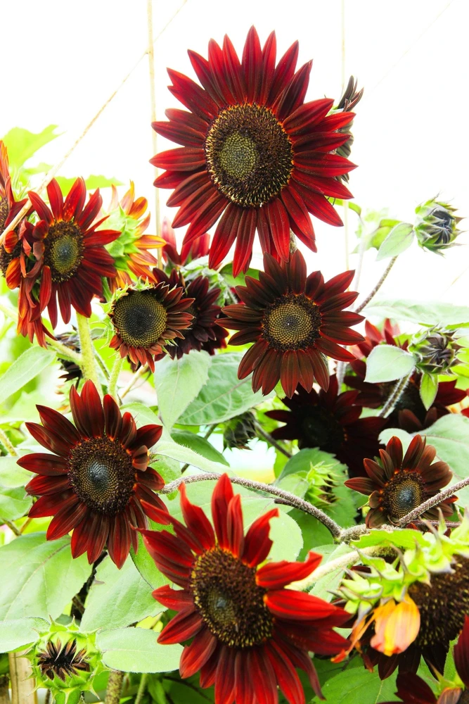 25 Red Velvet Queen Sunflower Seeds - Helianthus Annuus Flower Seeds - Image 1
