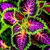 25 Rekwiat Rainbow Coleus Seeds - Colorful Solenostemon scutellarioides - Easy Grow - Image 1