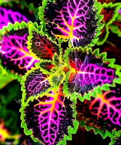 25 Rekwiat Rainbow Coleus Seeds - Colorful Solenostemon scutellarioides - Easy Grow - Image 1