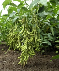 25 Sweet Black Jet Soybean Edamame Seeds - Glycine Max Vegetable - Image 2