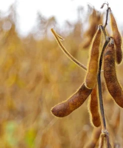 25 Sweet Black Jet Soybean Edamame Seeds - Glycine Max Vegetable - Image 3