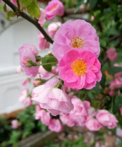 25 Sweet Briar Rose Seeds - Pink Eglantine Rosa Eglanteria Shrub - Image 4