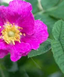 25 Sweet Briar Rose Seeds - Pink Eglantine Rosa Eglanteria Shrub - Image 8