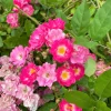 25 Sweet Briar Rose Seeds - Pink Eglantine Rosa Eglanteria Shrub - Image 1