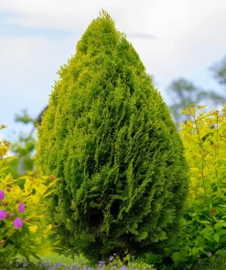 25 Thuja Occidentalis Cedar Tree Seeds - Evergreen Conifer for Zone 2-7 - Image 12