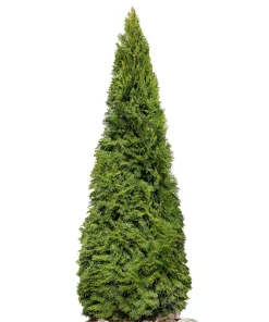 25 Thuja Occidentalis Cedar Tree Seeds - Evergreen Conifer for Zone 2-7 - Image 2