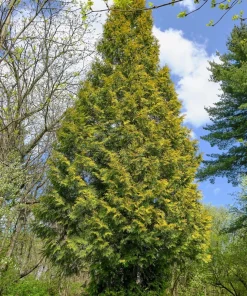25 Thuja Occidentalis Cedar Tree Seeds - Evergreen Conifer for Zone 2-7 - Image 3