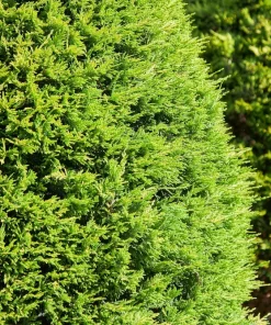 25 Thuja Occidentalis Cedar Tree Seeds - Evergreen Conifer for Zone 2-7 - Image 5