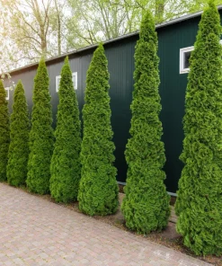25 Thuja Occidentalis Cedar Tree Seeds - Evergreen Conifer for Zone 2-7 - Image 6