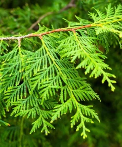 25 Thuja Occidentalis Cedar Tree Seeds - Evergreen Conifer for Zone 2-7 - Image 7