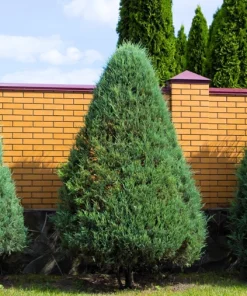 25 Thuja Occidentalis Cedar Tree Seeds - Evergreen Conifer for Zone 2-7 - Image 8
