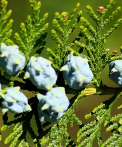 25 Thuja Occidentalis Cedar Tree Seeds - Evergreen Conifer for Zone 2-7 - Image 9