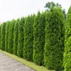 25 Thuja Occidentalis Cedar Tree Seeds - Evergreen Conifer for Zone 2-7 - Image 1