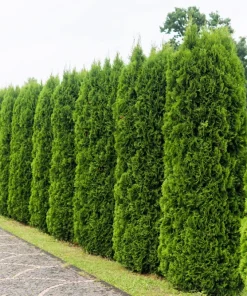 25 Thuja Occidentalis Cedar Tree Seeds - Evergreen Conifer for Zone 2-7 - Image 1